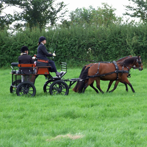 Purton Show